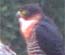 Tikal Orange Breasted Falcon